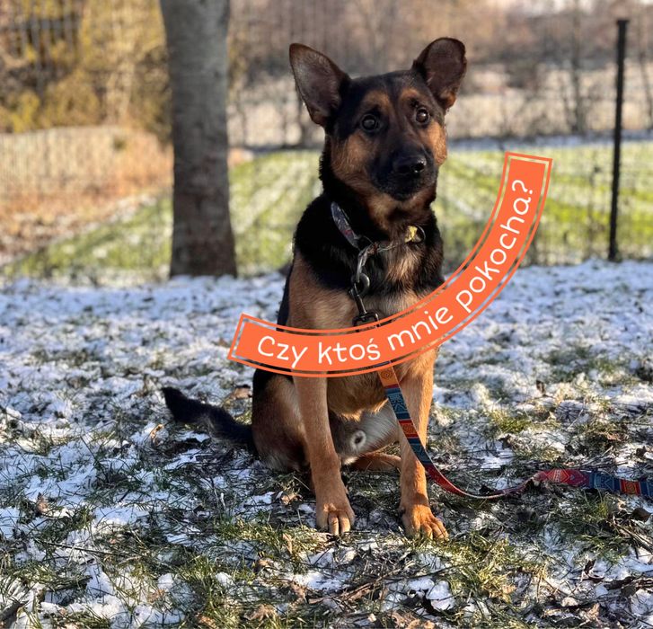 Cudowny Grześ  szuka domu!