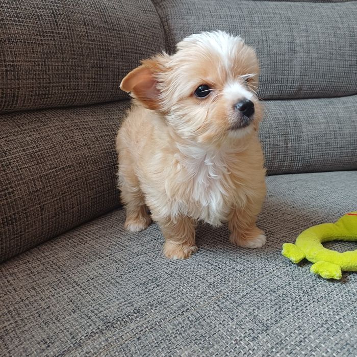 Yorkshiere Terrier suczka rodowodowa York