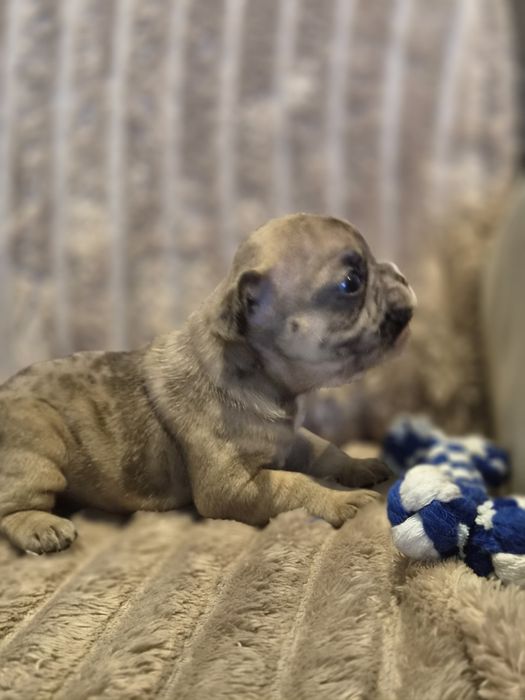 Buldog francuski chłopak