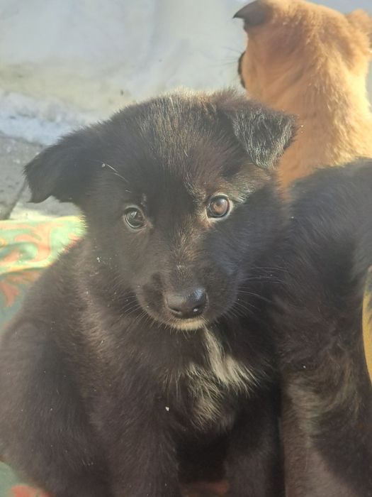 Цуценята в добрі руки.