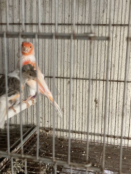 Canarios 2025 mosaicos machos