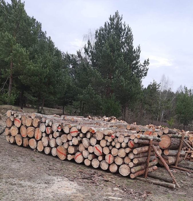 Sprzedaż drzewa, SOSNOWE, suche,