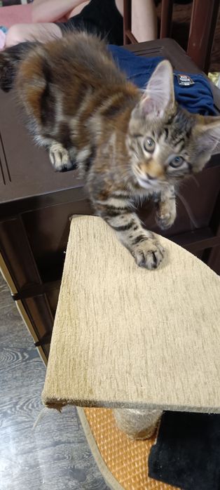 Котята Мейн-куна  Харьков