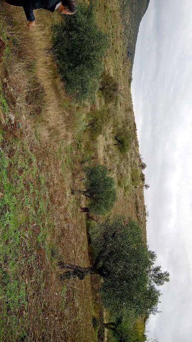 Terreno 15000m2 (1,5h)