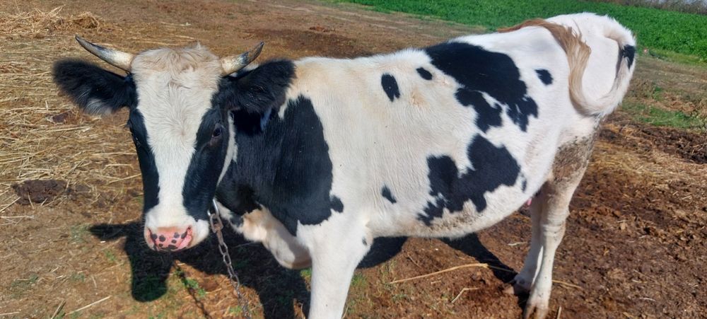 Продам стадо молодых коров .