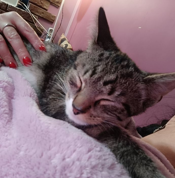 Piękny wyjątkowy kociak kocurek do adopcji