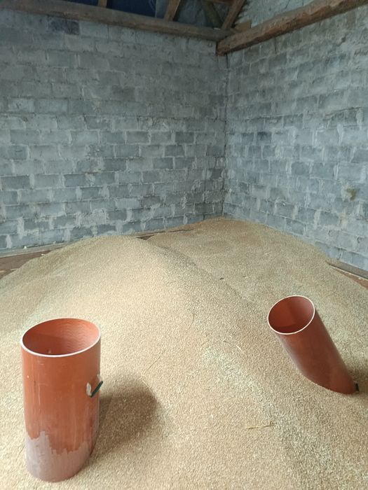 Pszenica ozima Wenecja i GROCH polecam