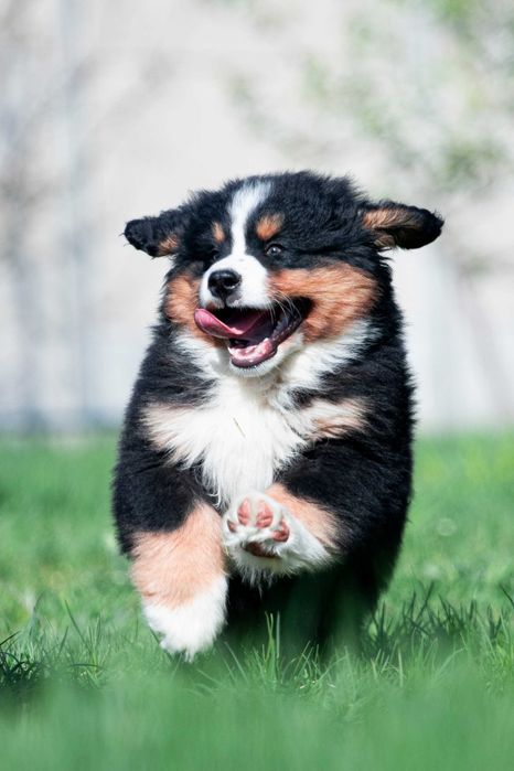 Щенки Бернского зенненхунда