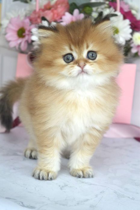 Британские котята золотая шиншилла/британська золота шиншила