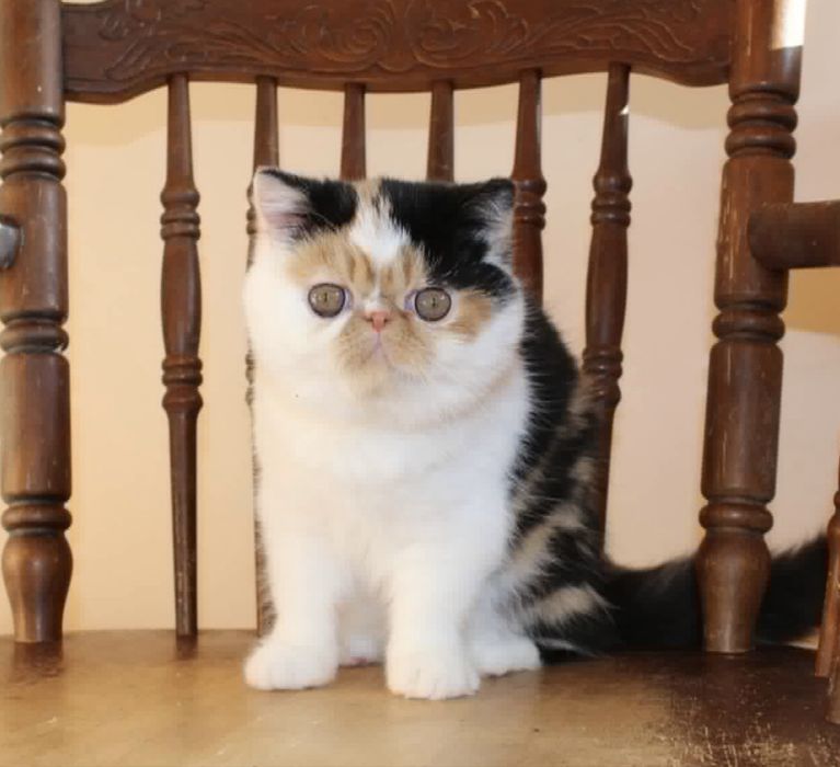 Кошечка порды экзот