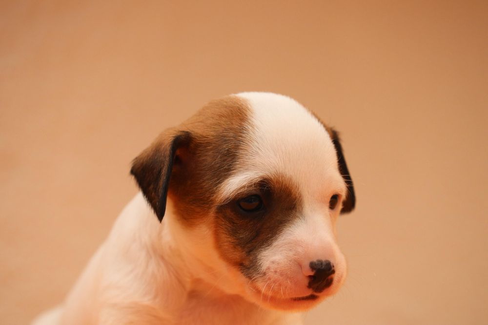 Macho Jack Russell Terrier