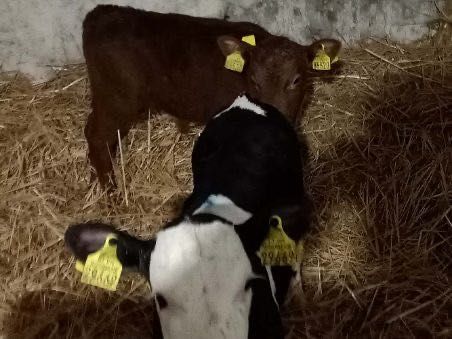 Sprzedam cielaki każda ilość