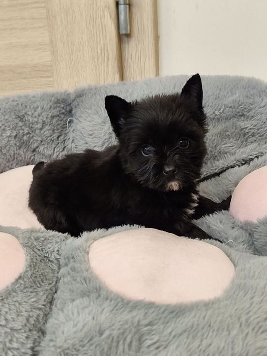 Szczeniak Yorkshire terrier color
