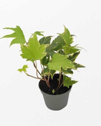 Hedera helix – 10 sztuk unikatowych odmian bluszczu!