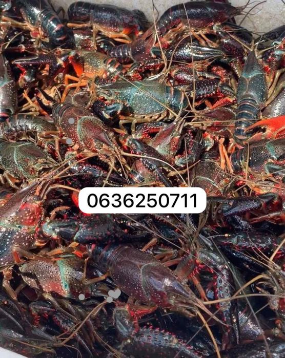 Живі раки від виробника