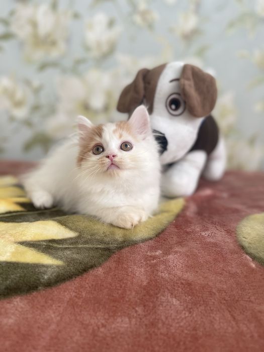 Скоттиш страйт облочко