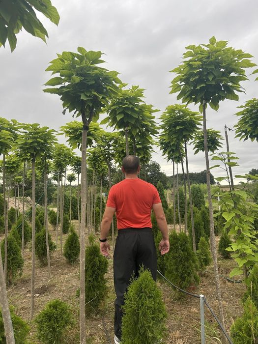 Katalpa, Katalpy, Surmia, Drzewka ozdobne PROMOCJA