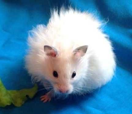 Роскошные королевские ангорские хомячки, белоснежного окраса, хомяки