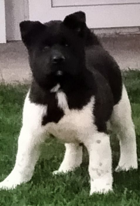 Акіти з доставкою