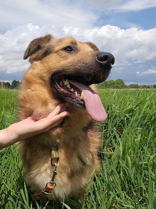 Suchar do pilnej adopcji!