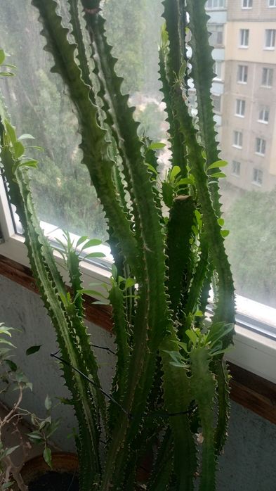 Рослина Кактус Молочай