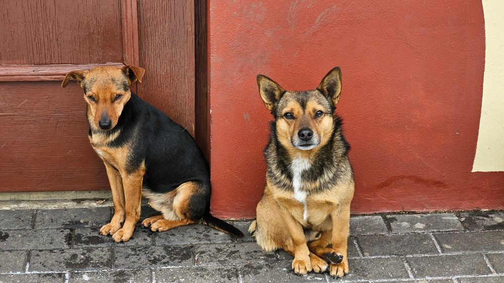 Bocian i Misiek szukają domu