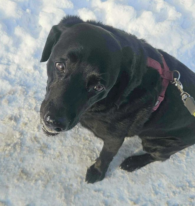 Kochany, łagodny, tulaśny, radosny, grzeczny labrador szuka domu