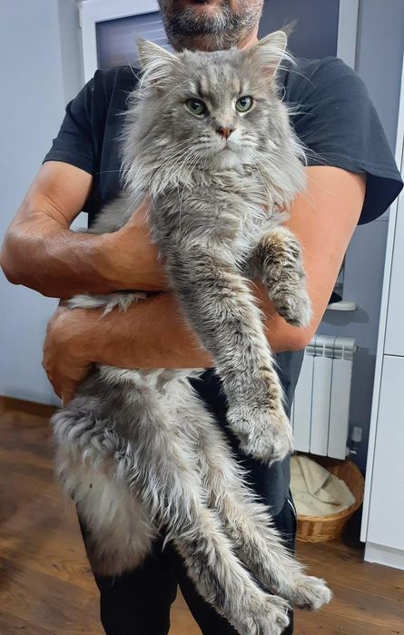 Śliczny  czarno dymny kocurek Maine Coon