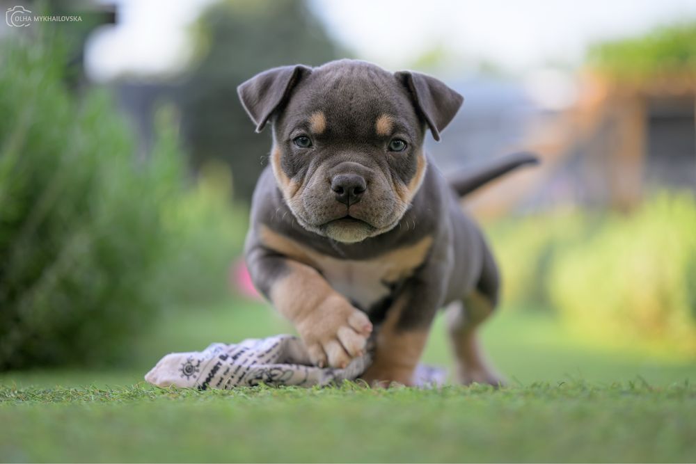 Хлопчик pocket bully