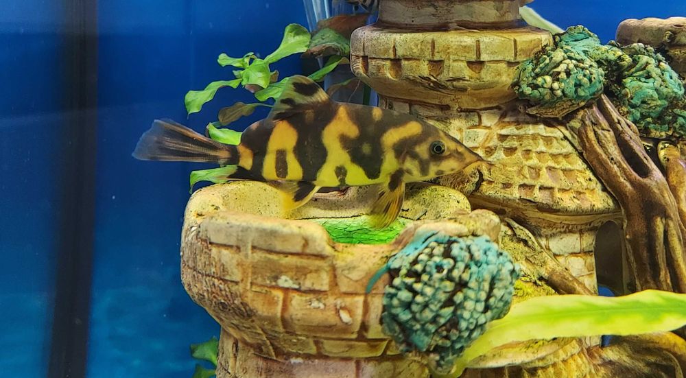 Боція , акулий барбус: 100 грн. - Акваріумістика Львів на Olx