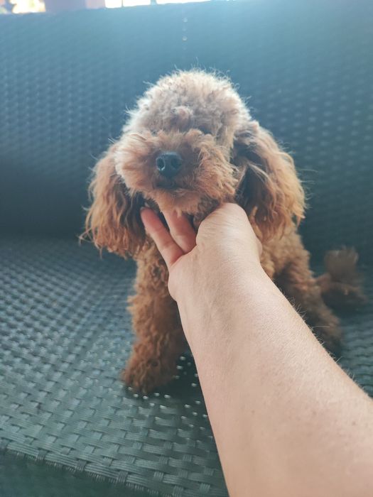 Pudel toy reproduktor