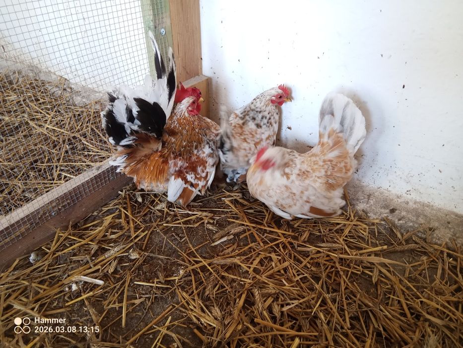 Liliputki liliputy chabo