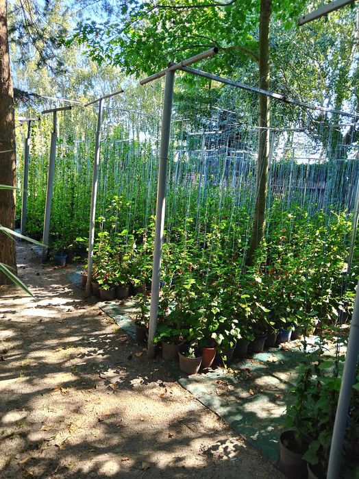 bluszcz   hedera helix , zimozielony do  150 cm