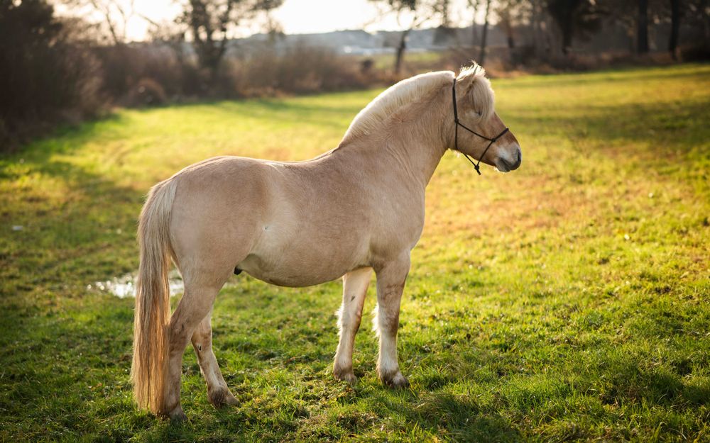 Stanówka ogierem Ardenofiordem