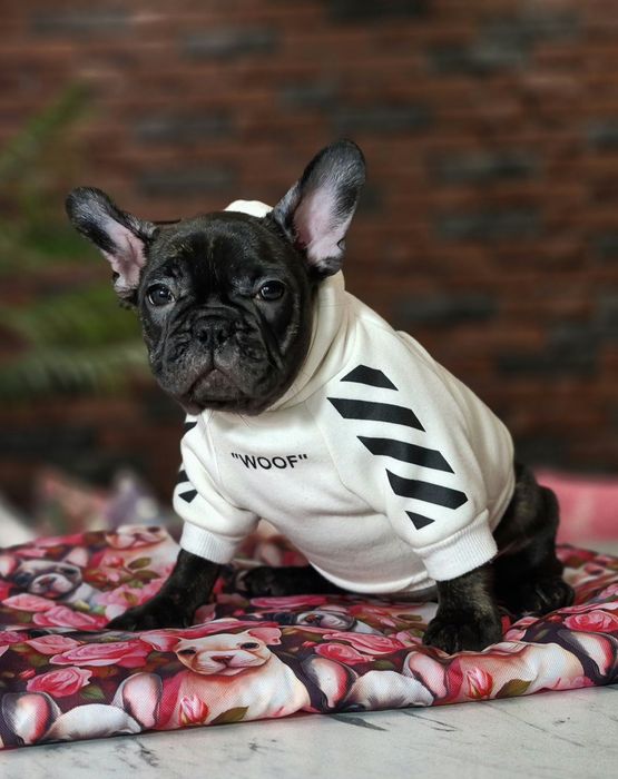 dziewczynka buldog francuski gotowa do odbioru