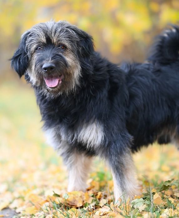 Cudowny, włochaty Lui  do adopcji!