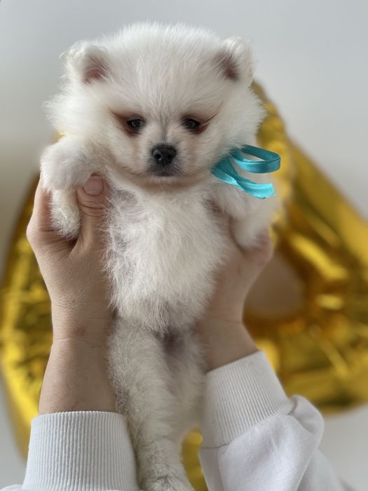 Міні-принци та принцеси Померанські шпіци чекають на свої сімї