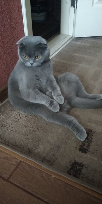 Шотландська веслоуха киця шукає котика