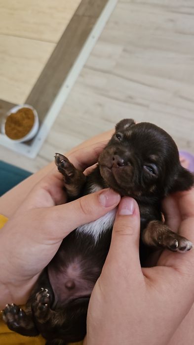 Przepiękny  czekoladowy chłopczyk chihuahua