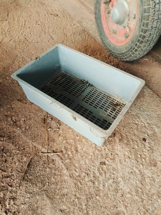 Coelheiras com ninhos