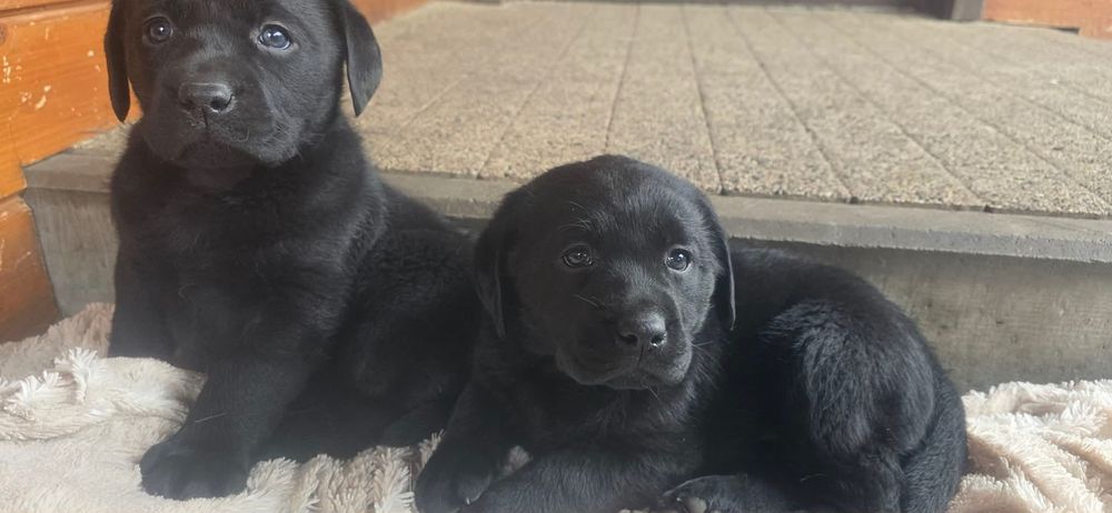 Szczenięta Labrador