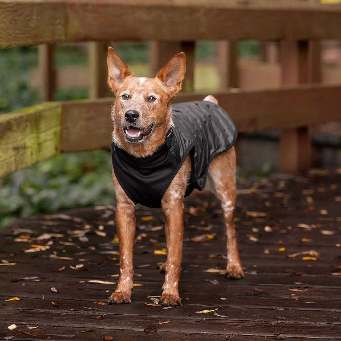 Жилет для собаки Kong (М)