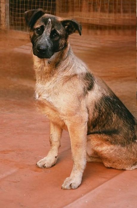 Отдам даром в добрые руки собаку метис овчарки