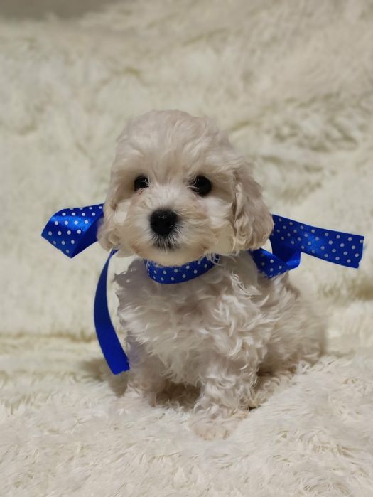 Щенки мальтипу ф1