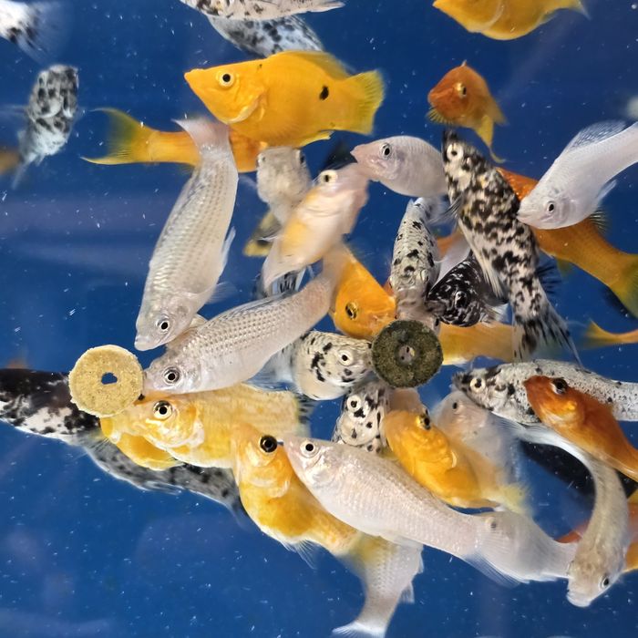 MOLONEZJA mix Kolorów,  rybki akwariowe