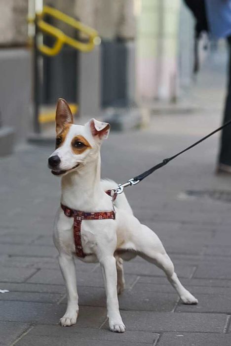 Шукаємо дівчину для метіса джека расела Львів