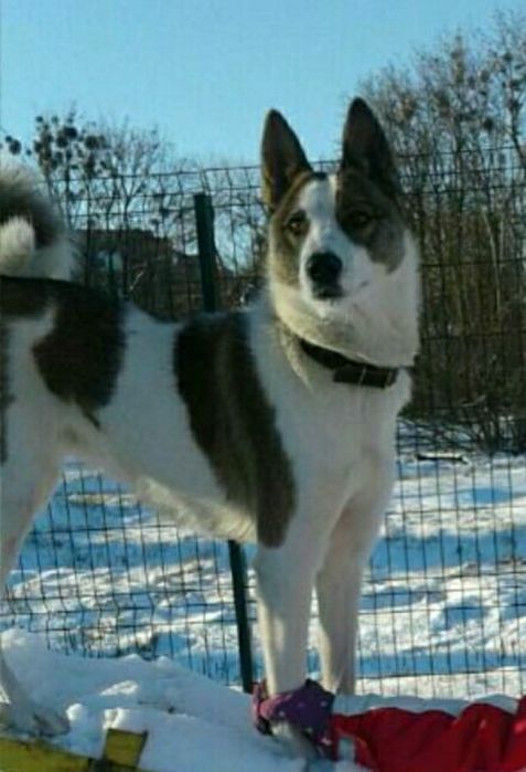 Загубилася собака лайка