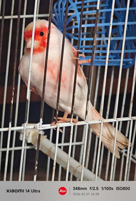 Canário vermelho moisaco macho