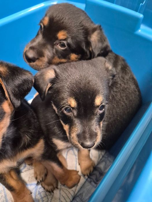 Suzi szuka domu na zawsze