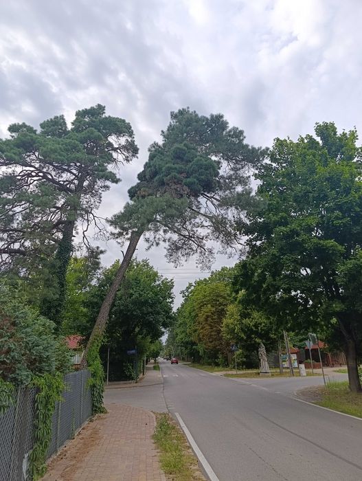 Oddam sosnę w zamian za wycinkę
